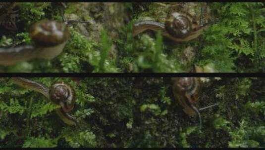 雨林中的微观蜗牛高清在线视频素材下载