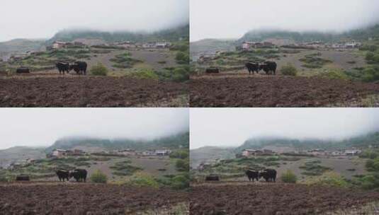 山间二牛抬杠犁地高清在线视频素材下载