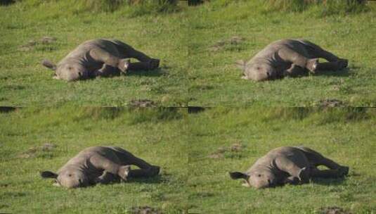 孤独的白犀牛小牛侧卧着，看着镜头。高清在线视频素材下载