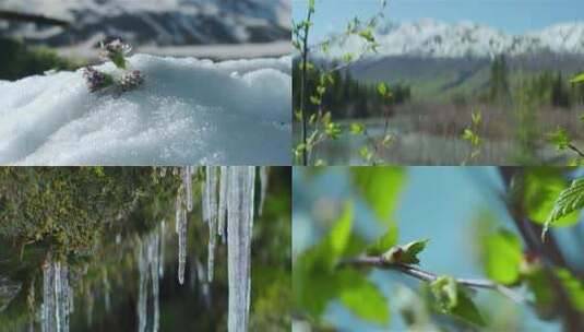 新疆春天来了积雪融化草木发芽长出新叶高清在线视频素材下载