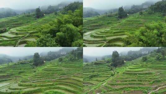 航拍浙江丽水农业旅游田园风景云和梯田高清在线视频素材下载