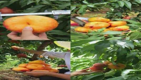 黄蟠桃种植高清在线视频素材下载