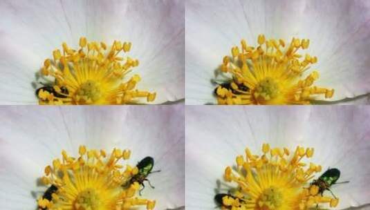 昆虫在花朵中采蜜吃花蜜高清在线视频素材下载