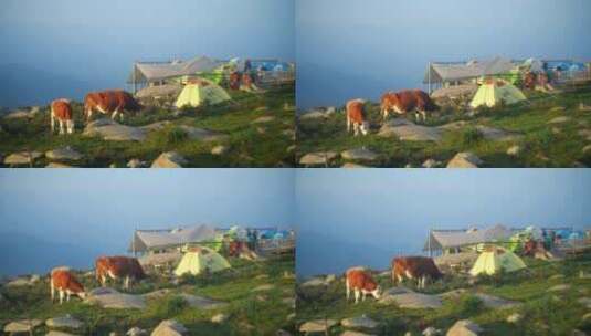 山顶帐篷高清在线视频素材下载