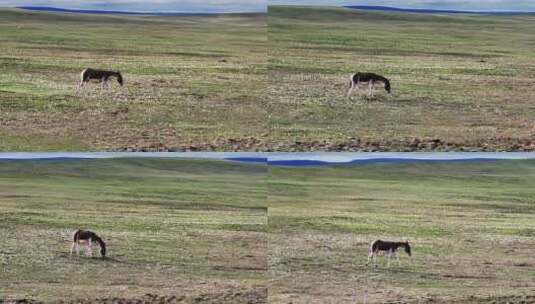 青海可可西里藏野驴野生动物实拍航拍视频高清在线视频素材下载