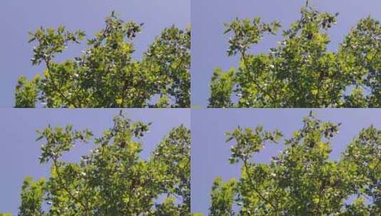 风吹树叶植物夏日风景实拍高清在线视频素材下载