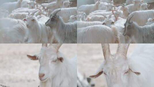 [合集]新疆山羊山羊公羊上海崇明白山羊高清在线视频素材下载