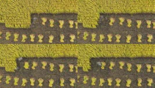 人工收割水稻田粮食延时摄影高清在线视频素材下载