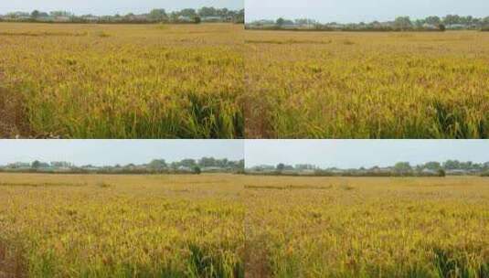 水稻田和农庄高清在线视频素材下载