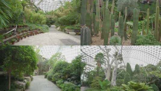 实拍-热带植物馆高清在线视频素材下载