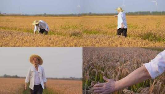 农业水稻丰收 希望高清在线视频素材下载