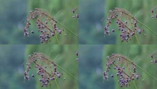 湖边野生植物野花果实高清在线视频素材下载