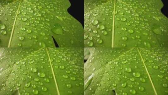树叶 水滴 叶 水 大自然水高清在线视频素材下载
