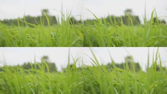 绿色的水稻田里的秧苗成长高清在线视频素材下载