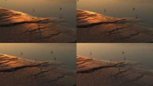 杭州钱塘江滩涂湿地候鸟白鹭夕阳高清在线视频素材下载