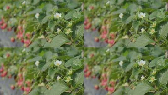 草莓 草莓种植高清在线视频素材下载