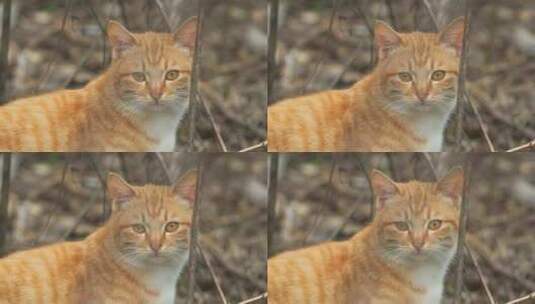 农村冬天的流浪猫橘猫咪对视高清在线视频素材下载