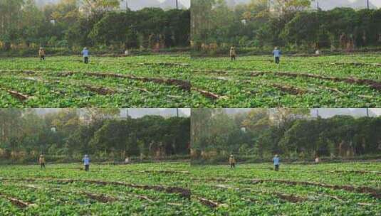 农民菜地淋菜青菜蔬菜种植浇水高清在线视频素材下载