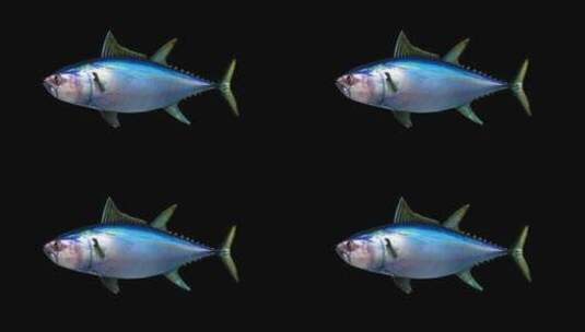 鱼（蓝鳍金枪鱼）高清在线视频素材下载
