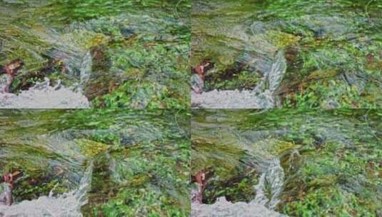 绿色自然小溪流水纯净水资源高清在线视频素材下载