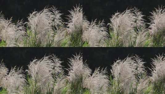 芦苇 草本植物 芦苇属 江河湖高清在线视频素材下载