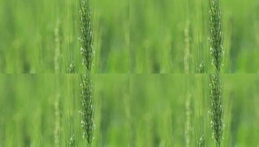 夏天嫩绿的麦穗随风摇曳高清在线视频素材下载
