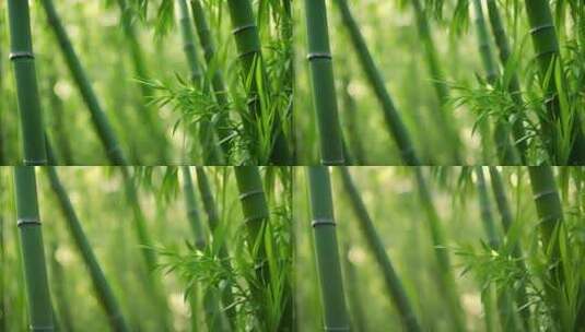 绿色竹林光影高清在线视频素材下载