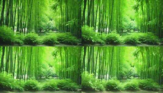 绿色竹子竹林高清在线视频素材下载