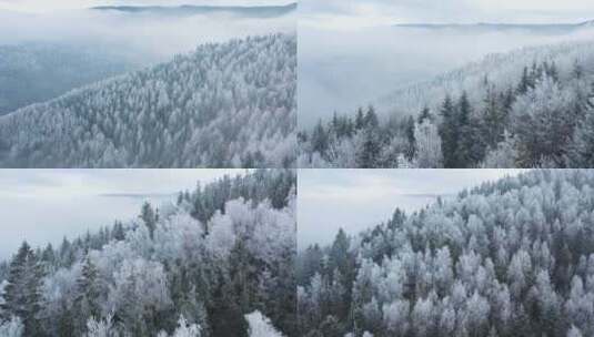 被雪覆盖的森林高清在线视频素材下载