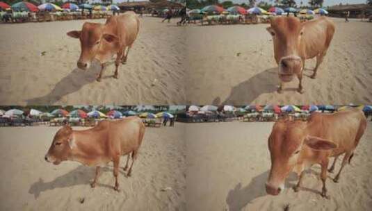 印度果阿阿兰博尔海滩上的姜黄牛高清在线视频素材下载