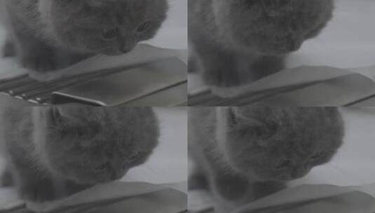 英国短毛猫高清在线视频素材下载