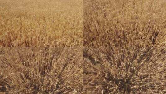 金黄色麦子 成熟的小麦高清在线视频素材下载