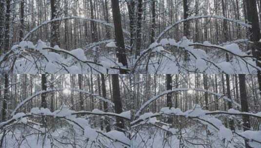 前景温和相机运动冬季森林场景中的白雪皑皑高清在线视频素材下载