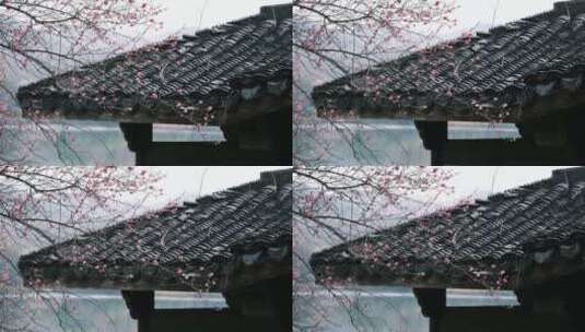 杭州浴鹄湾的梅花开了高清在线视频素材下载