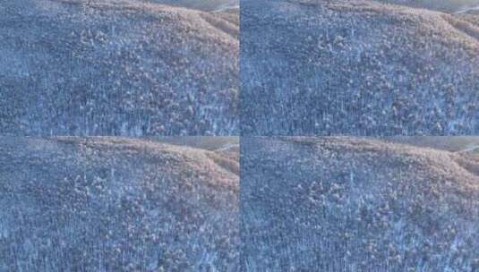 鸟瞰林海雪原雪林高清在线视频素材下载