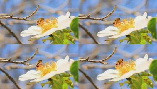 春天蜜蜂在采蜜高清在线视频素材下载
