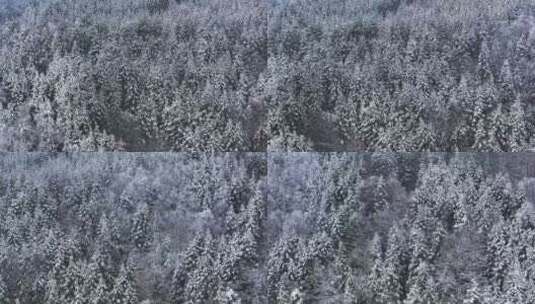 冬季下雪后的森林高清在线视频素材下载