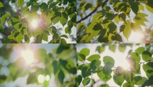cg写实美景清晨早晨光影树叶绿叶高清在线视频素材下载