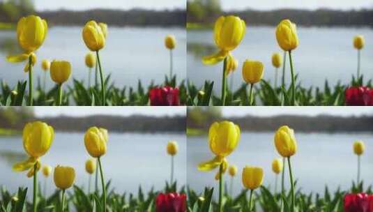 春天湖水边低视角的郁金香花朵特写高清在线视频素材下载