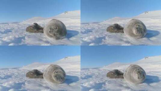 南极威德尔海豹特写可爱的脸高清在线视频素材下载