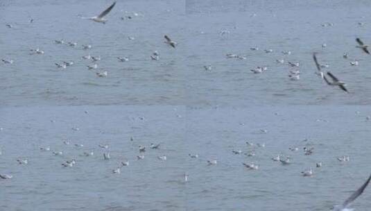 海面上成群白海鸥 成群野鸭 2356高清在线视频素材下载