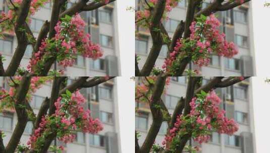 春风中摇摆的垂丝海棠实拍素材高清在线视频素材下载