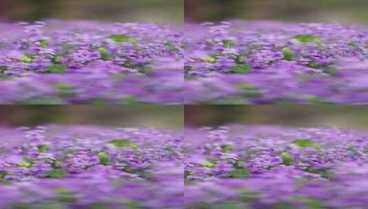 春天里的紫色二月兰诸葛菜竖版高清在线视频素材下载