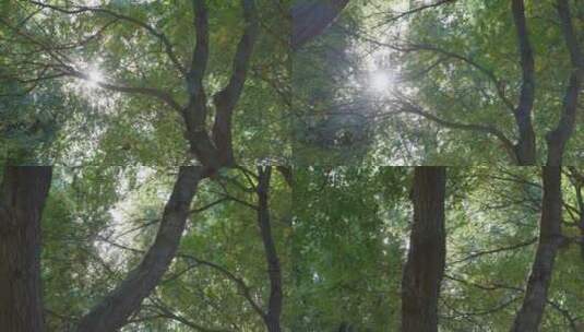 夏日阳光透过树叶高清在线视频素材下载