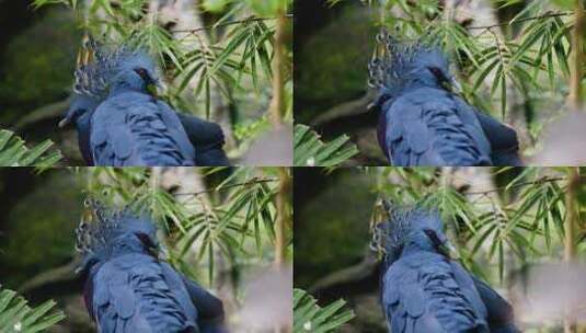 大自然中树附近有羽冠的蓝鹦鹉高清在线视频素材下载