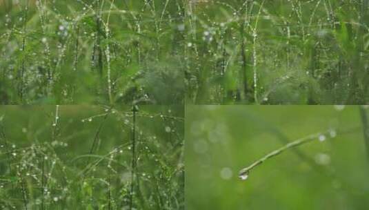 雨后小草丛绿植水珠露珠高清在线视频素材下载