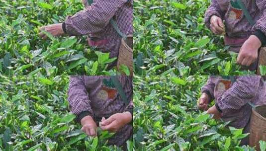清晨茶园里采摘茶叶的特写镜头高清在线视频素材下载