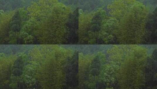 下雨天的树林高清在线视频素材下载