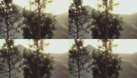 喀尔巴提安山脉松林的雾和薄雾高清在线视频素材下载