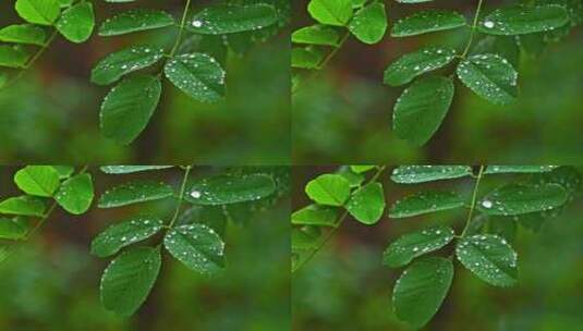 夏季下雨天山林植物树叶水珠特写高清在线视频素材下载